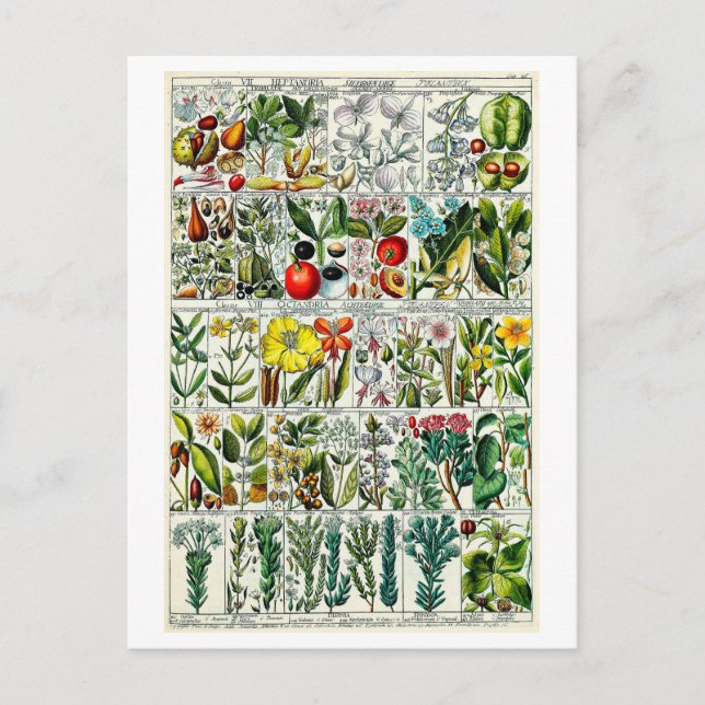 Postal Vintage Heptandria Floral (Anverso)