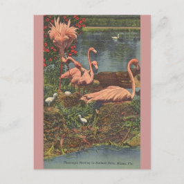 Postal Vintage Hialeah Park Miami Flamingos Post Card
