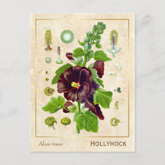 Postal Vintage Hollyhock Flower Botánico