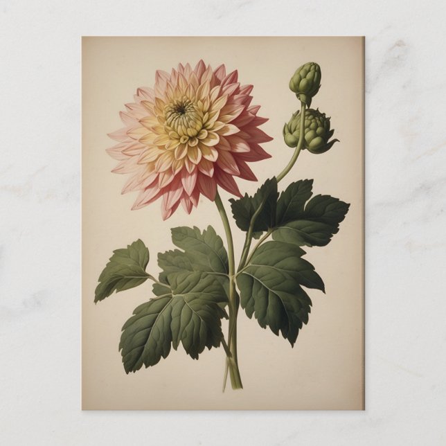 Postal Vintage Illustration of a Dahlia  (Anverso)