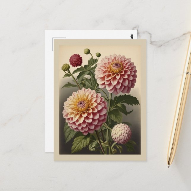 Postal Vintage illustration of a Dahlia  (Anverso/Reverso In Situ)