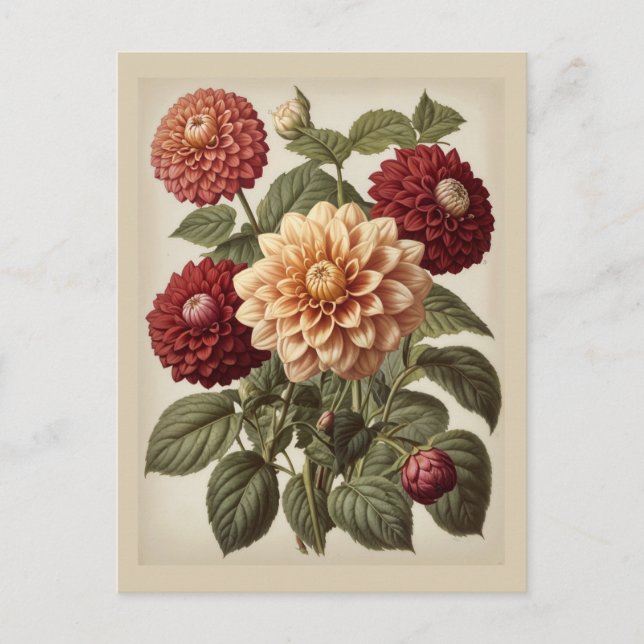 Postal Vintage Illustration of Dahlias  (Anverso)