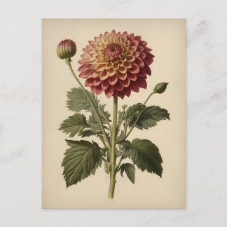 Postal Vintage Ilustration of a Dahlia