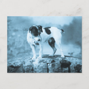Postal Vintage Jack Russell Cyan Tone