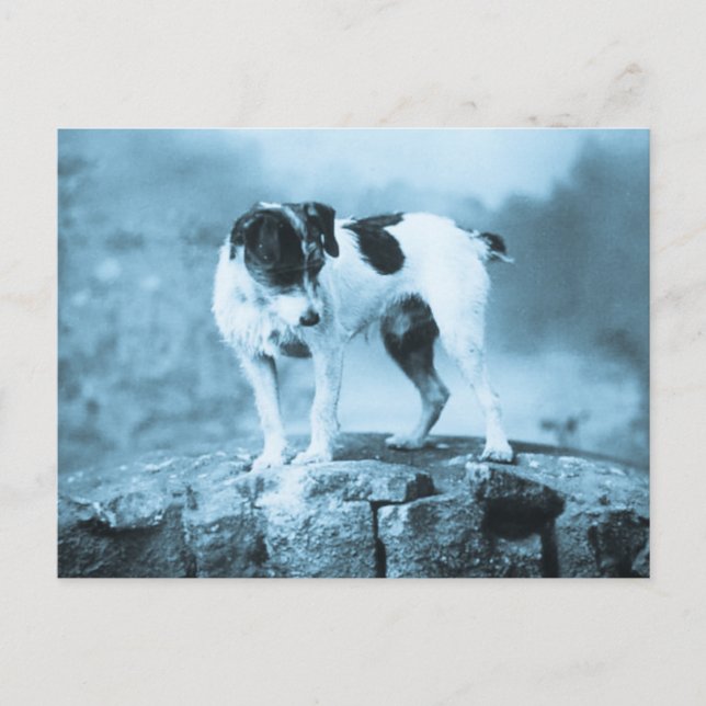 Postal Vintage Jack Russell Cyan Tone (Anverso)