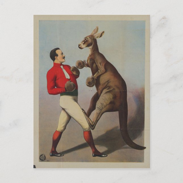 Postal Vintage Kangaroo Boxing Sideshow (Anverso)