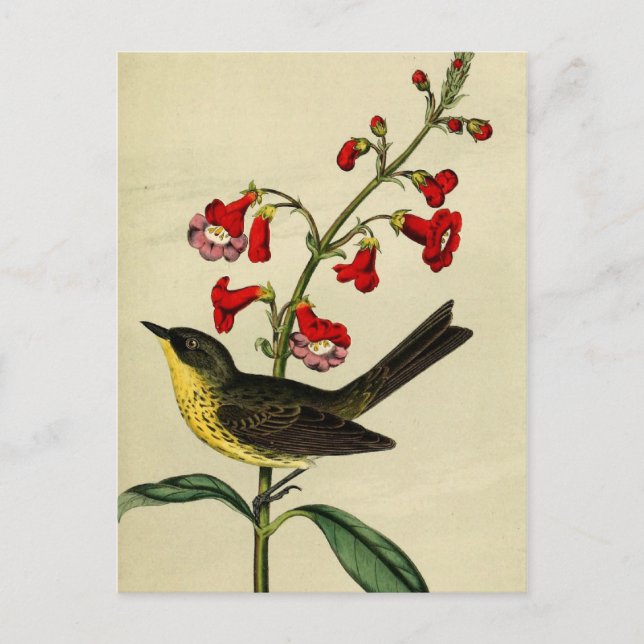 Postal Vintage Kirtlands Warbler Bird (Anverso)