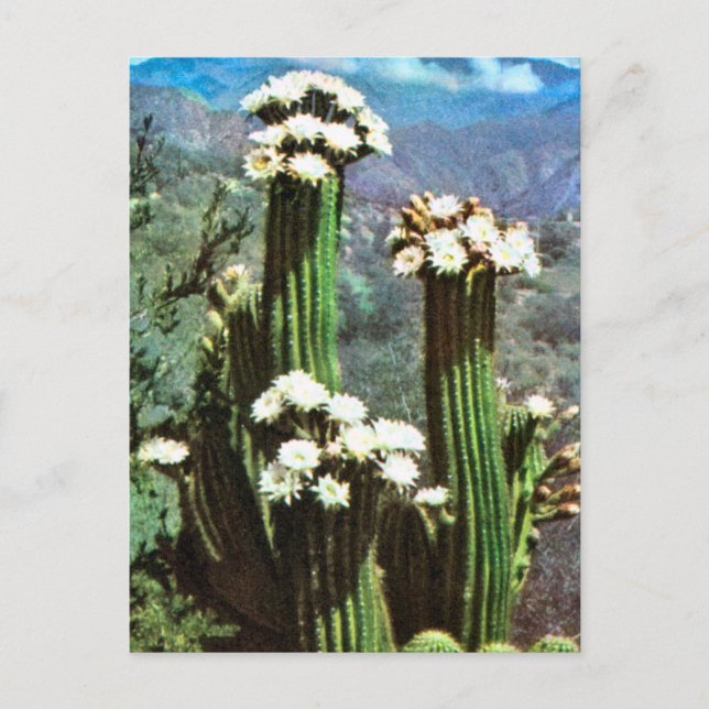 Postal Vintage la Argentina, cactus floreciente (Anverso)
