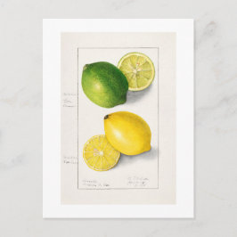 POSTAL VINTAGE "LEMONS" AMANDA ALMIRA NEWTON 1908