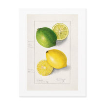 VINTAGE "LEMONS" AMANDA ALMIRA NEWTON 1908
