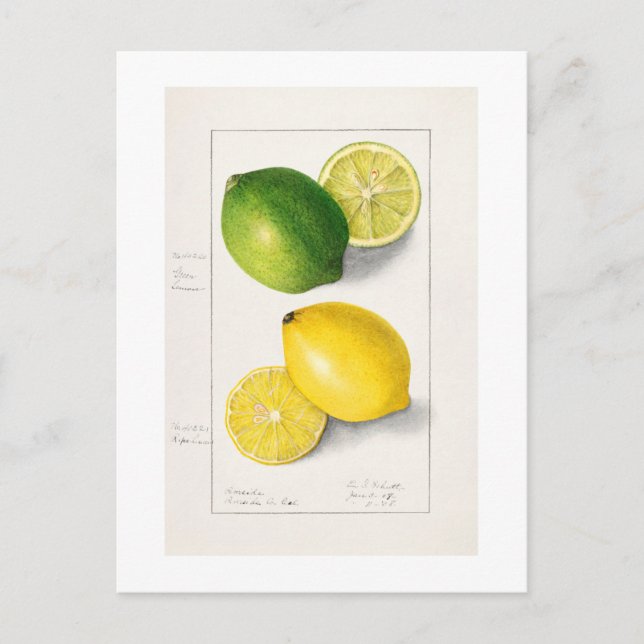 POSTAL VINTAGE "LEMONS" AMANDA ALMIRA NEWTON 1908 (Anverso)