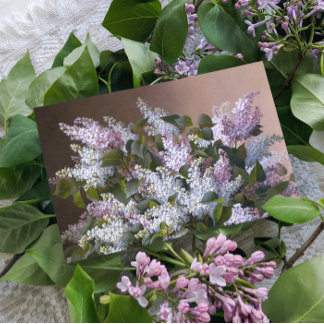 Postal Vintage Lilacs