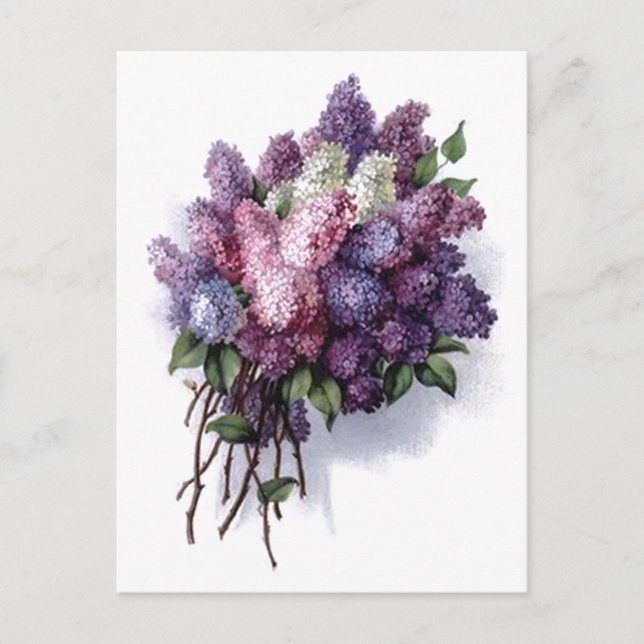 Postal Vintage Lilacs (Anverso)