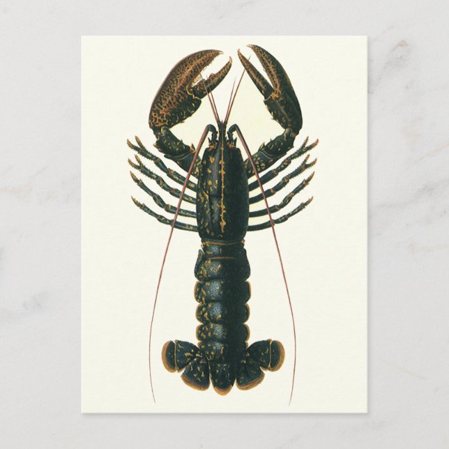 Postal Vintage Lobster, Marine Ocean Life Crustacean (Anverso)