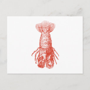 Postal Vintage Lobster Scyllarus Arctus