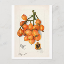 POSTAL VINTAGE "LOQUATS" AMANDA ALMIRA NEWTON