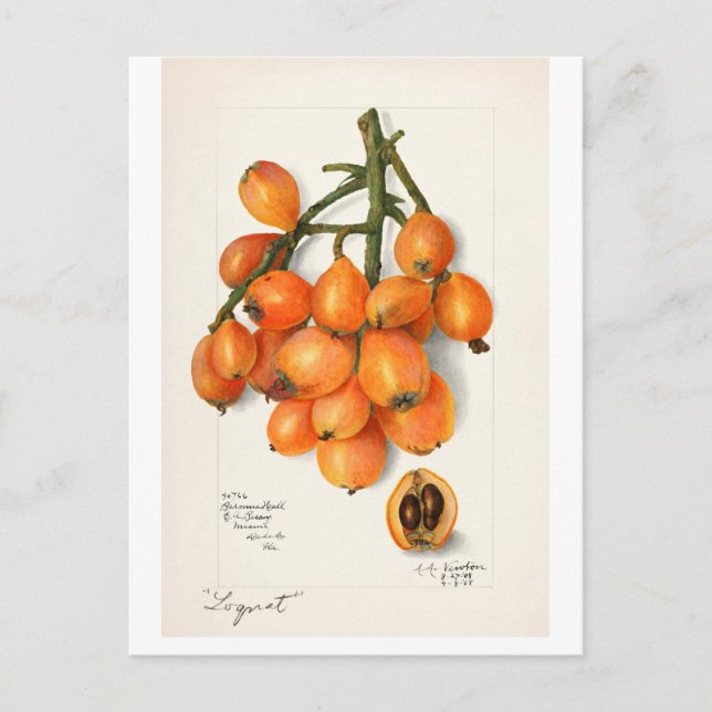 POSTAL VINTAGE "LOQUATS" AMANDA ALMIRA NEWTON (Anverso)