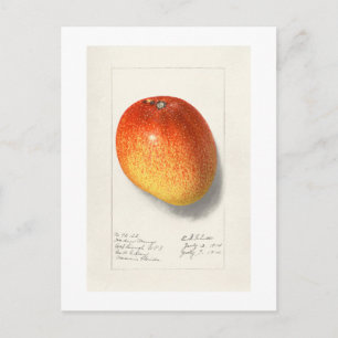 POSTAL VINTAGE "MANGO" AMANDA ALMIRA NEWTON 1908