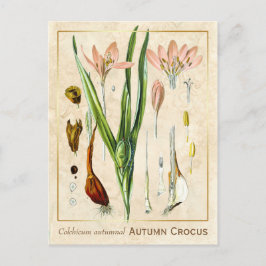 Postal Vintage Medicinal Autumn Crocus Botanical
