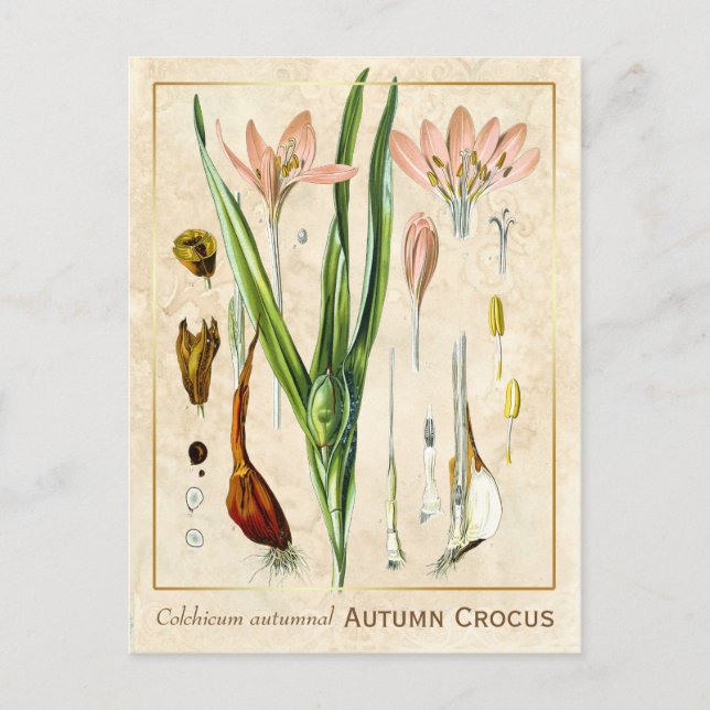 Postal Vintage Medicinal Autumn Crocus Botanical (Anverso)