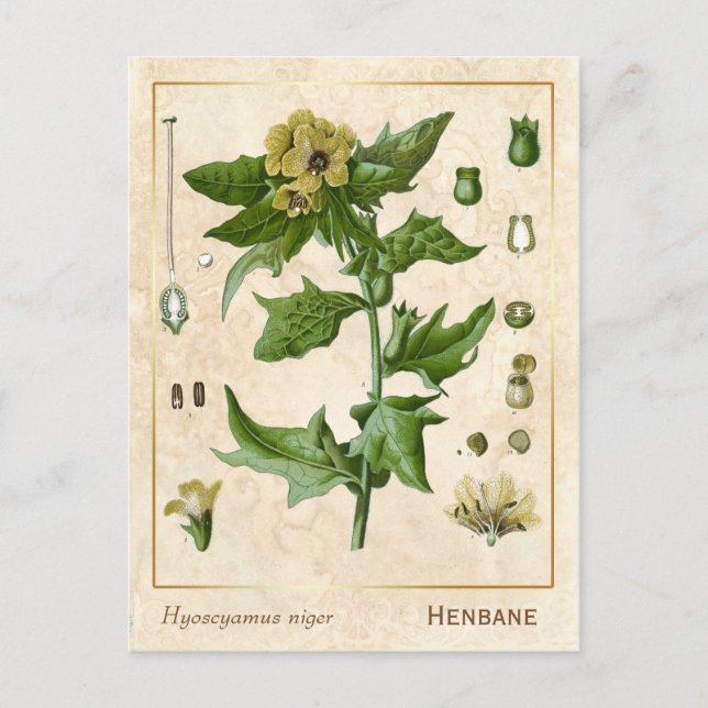 Postal Vintage Medicinal Henbane Herb Botánico (Anverso)