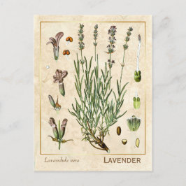Postal Vintage Medicinal Herb Lavanda Flor Botánica