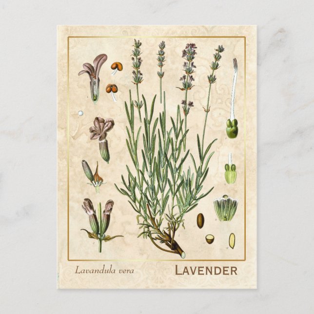 Postal Vintage Medicinal Herb Lavanda Flor Botánica (Anverso)