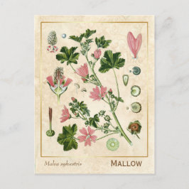 Postal Vintage Medicinal Herb Mallow Flower Botánica