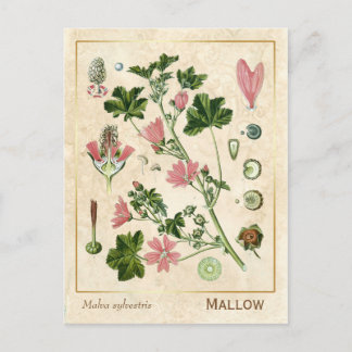 Postal Vintage Medicinal Herb Mallow Flower Botánica