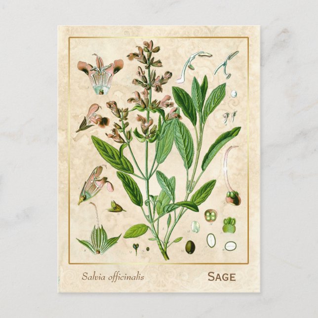 Postal Vintage Medicinal Herb Plant Sage Botánico (Anverso)
