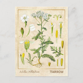 Postal Vintage Medicinal Herb Yarrow Flower Botánica