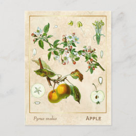 Postal Vintage Medicinal Plant Apple Fruit Botanical