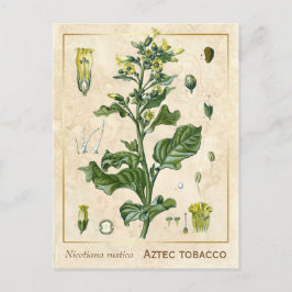 Postal Vintage Medicinal Plant Aztec Tabaco Botánico