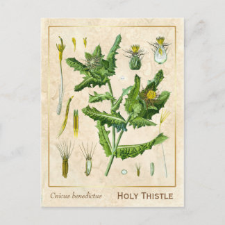 Postal Vintage Medicinal Plant Blessed Thistle Botanical