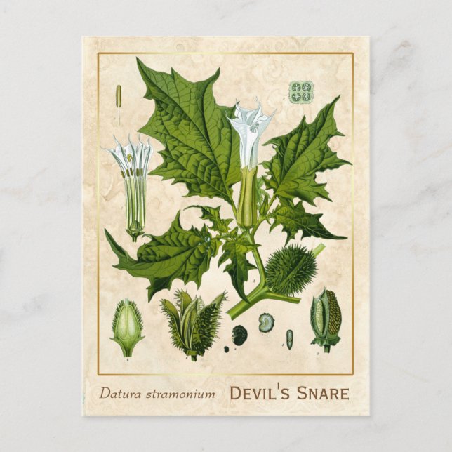 Postal Vintage Medicinal Plant Devil's Snare Botanical (Anverso)
