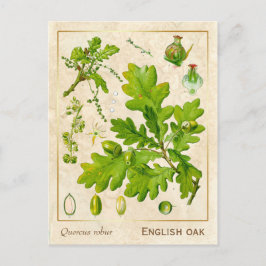 Postal Vintage Medicinal Plant English Oak Botánico