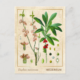 Postal Vintage Medicinal Plant Febrero Daphne Botanical