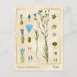 Postal Vintage Medicinal Plant Flax Linsemilla Botánica