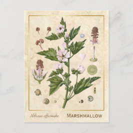 Postal Vintage Medicinal Plant Marshmallow Botánico