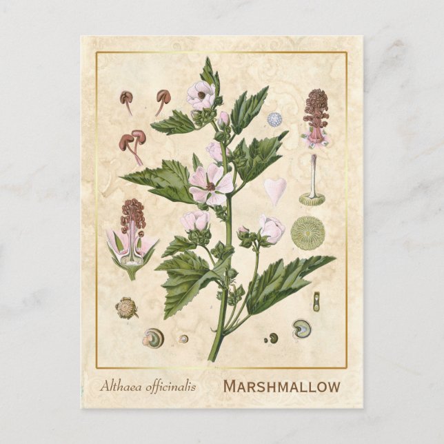 Postal Vintage Medicinal Plant Marshmallow Botánico (Anverso)