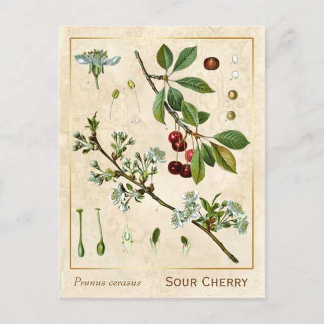 Postal Vintage Medicinal Plant Red Cherry Botanical (Anverso)