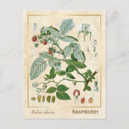 Postal Vintage Medicinal Plant Red Raspberry Botánico