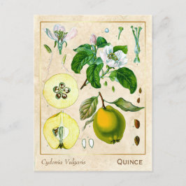 Postal Vintage Medicinal Quince Fruta Botánica