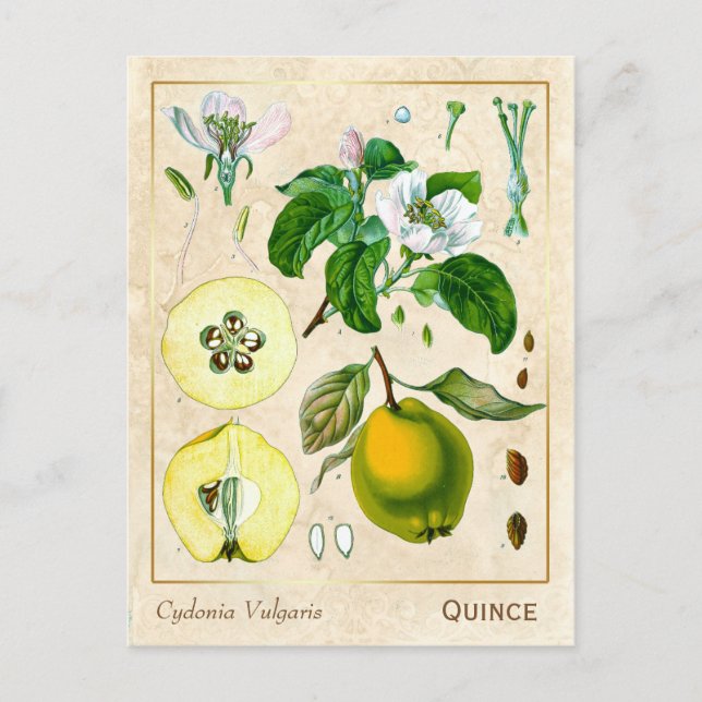 Postal Vintage Medicinal Quince Fruta Botánica (Anverso)