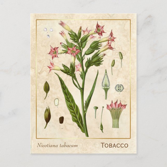Postal Vintage Medicinal Tabaco Herb Botánico (Anverso)