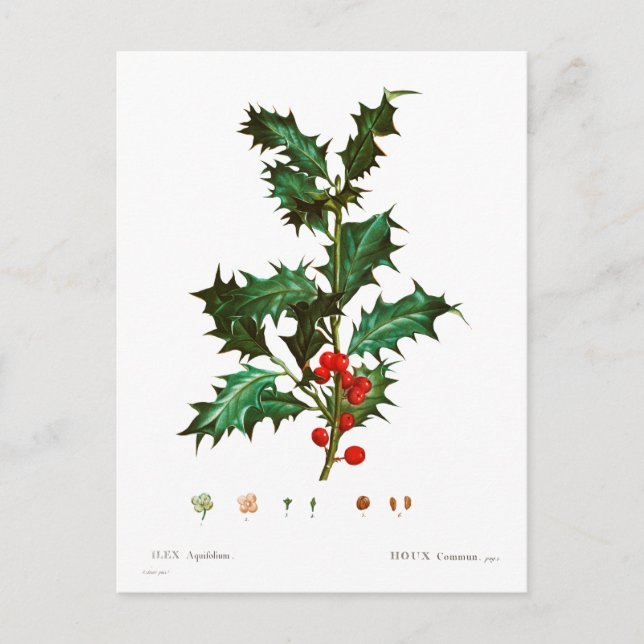 Postal Vintage Merry Christmas Holly Mistletoe (Anverso)