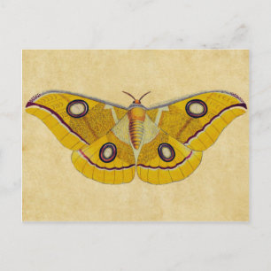 Postal Vintage Moth