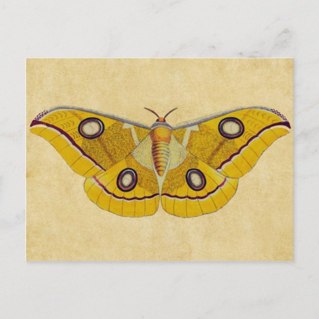 Postal Vintage Moth (Anverso)