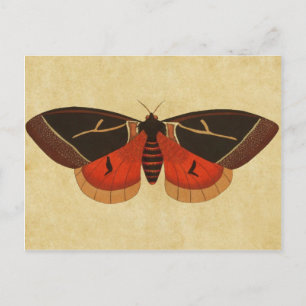 Postal Vintage Moth