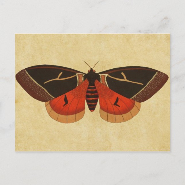 Postal Vintage Moth (Anverso)
